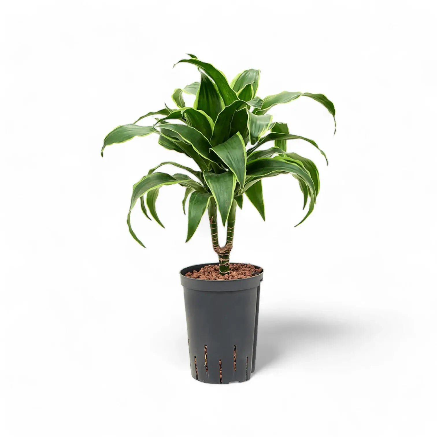 Dracaena fragrans 'Dorado' Zimmerpflanze im Anzuchttopf vor weißem Hintergrund, Produktfoto 3.