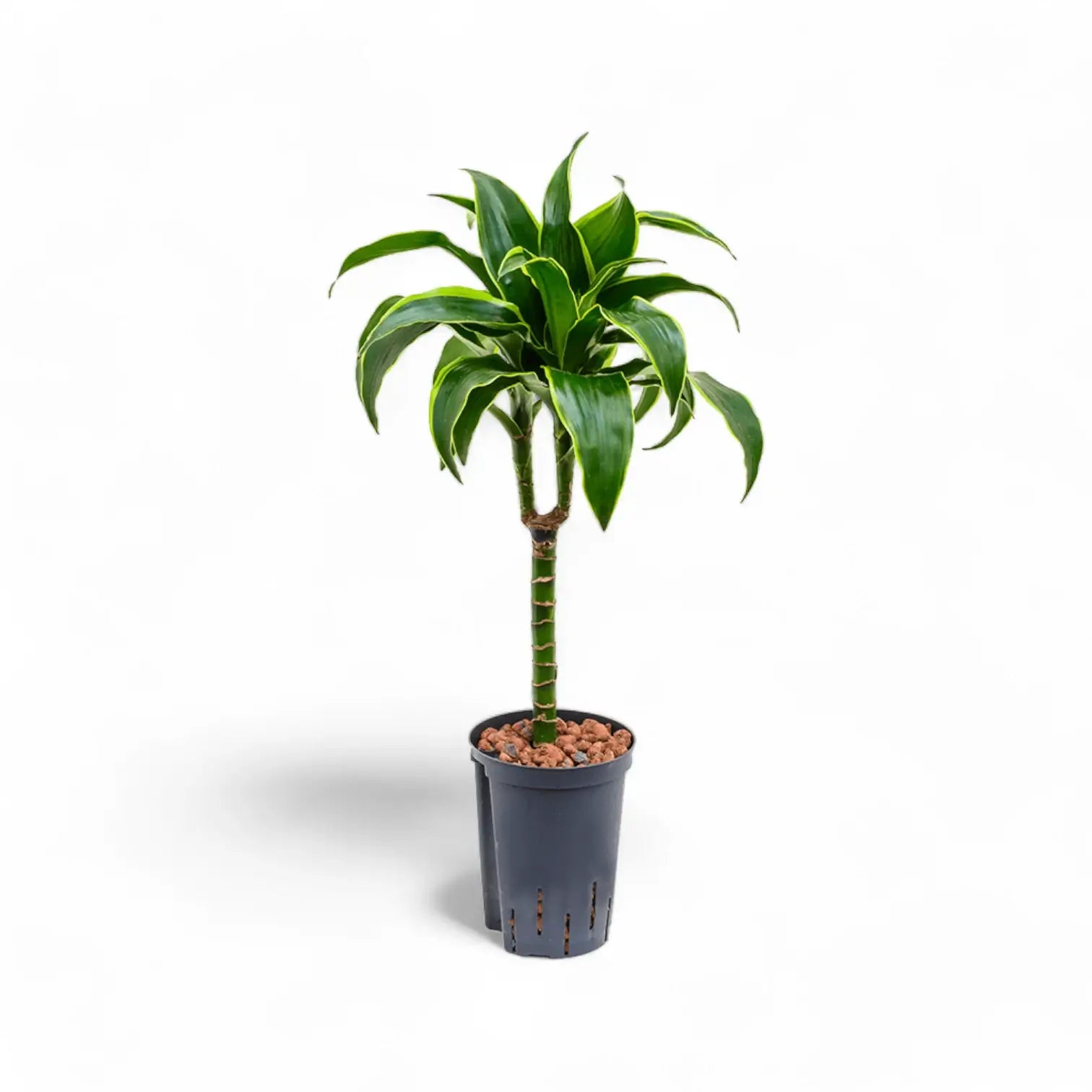 Dracaena fragrans 'Dorado' Zimmerpflanze im Anzuchttopf vor weißem Hintergrund, Produktfoto 4.