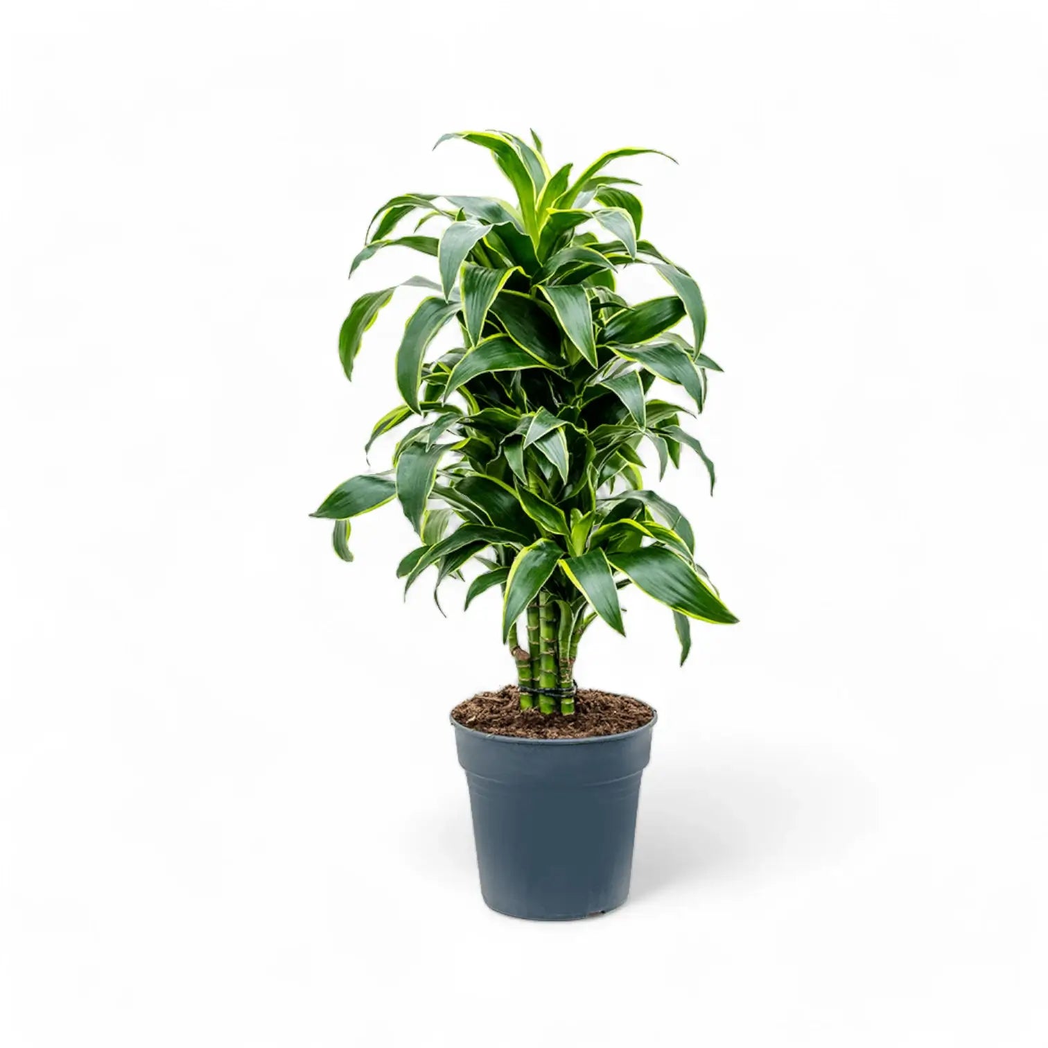 Dracaena fragrans 'Dorado' Zimmerpflanze im Anzuchttopf vor weißem Hintergrund, Produktfoto 6.