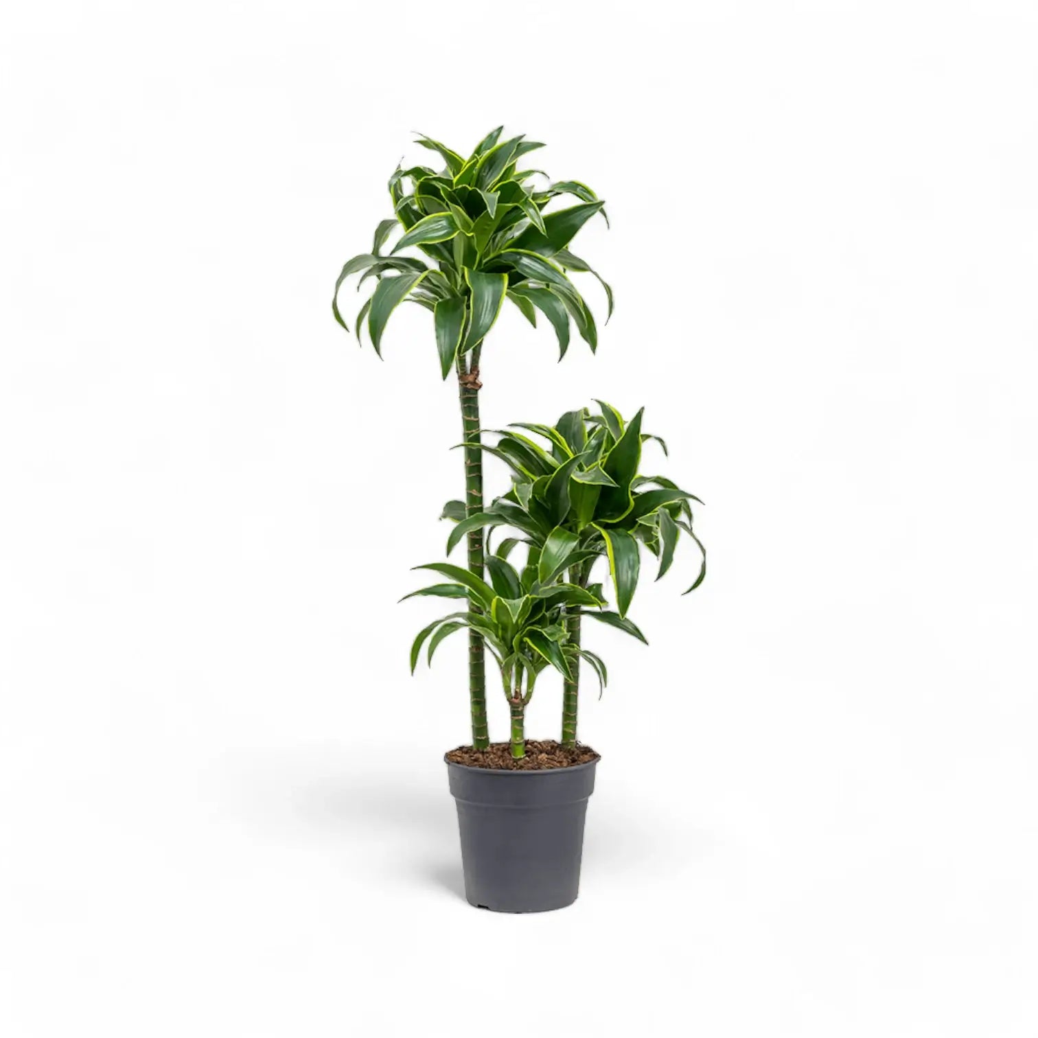 Dracaena fragrans 'Dorado' Zimmerpflanze im Anzuchttopf vor weißem Hintergrund, Produktfoto 8.
