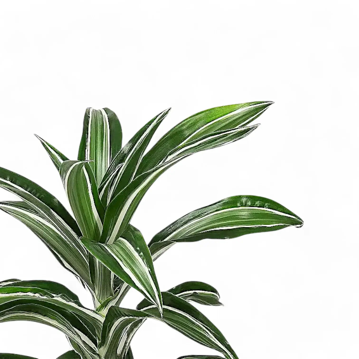 Dracaena fragrans 'Jade Jewel' leaf close-up on white background.