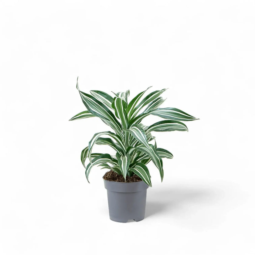Dracaena fragrans 'Jade Jewel' potted houseplant in nursery pot on white background, product photo 2.