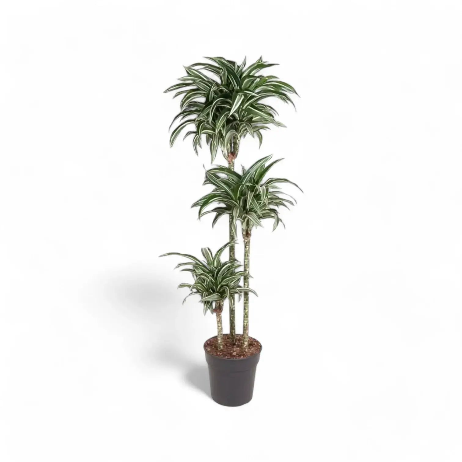 Dracaena fragrans 'Jade Jewel' potted houseplant in nursery pot on white background, product photo 4.