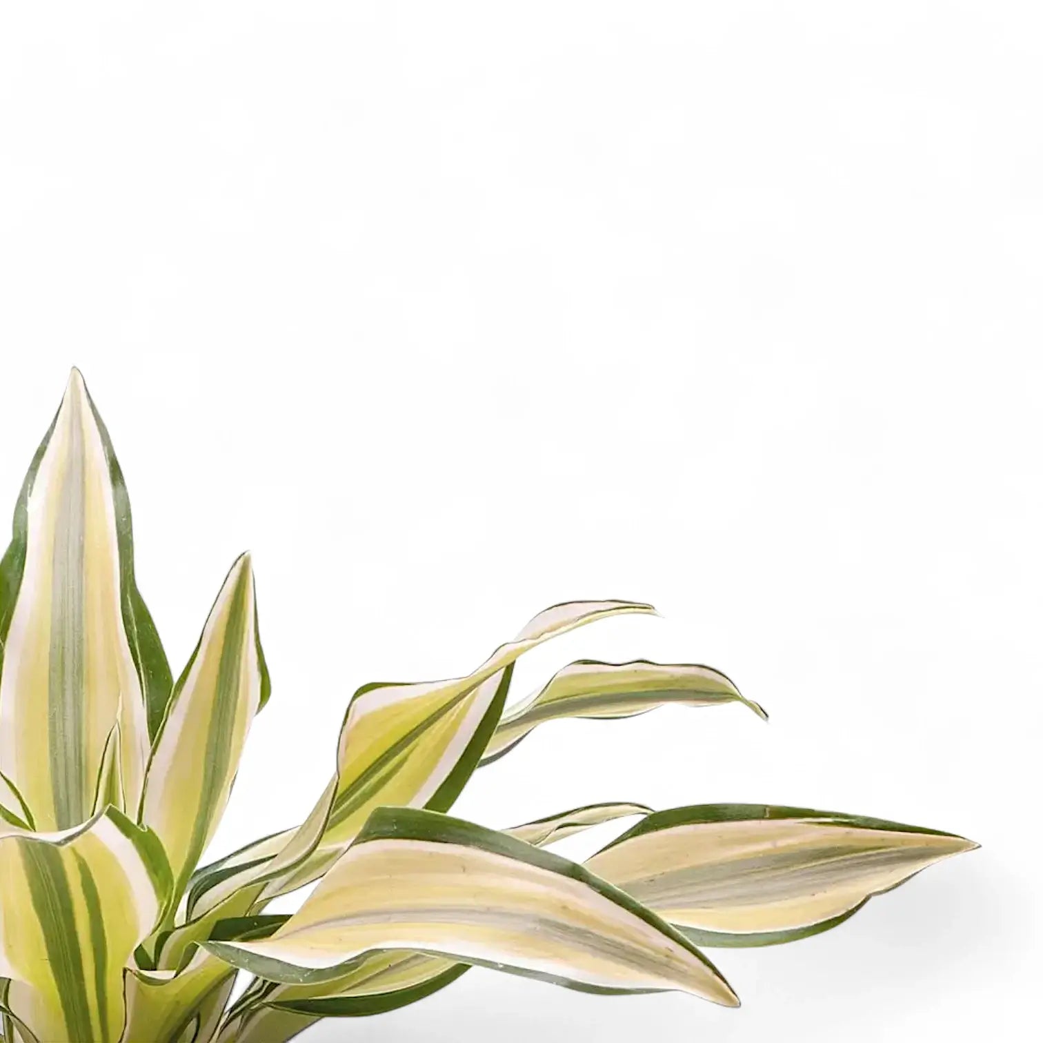 Dracaena fragrans 'Malaika' – Blattdetail vor weißem Hintergrund..