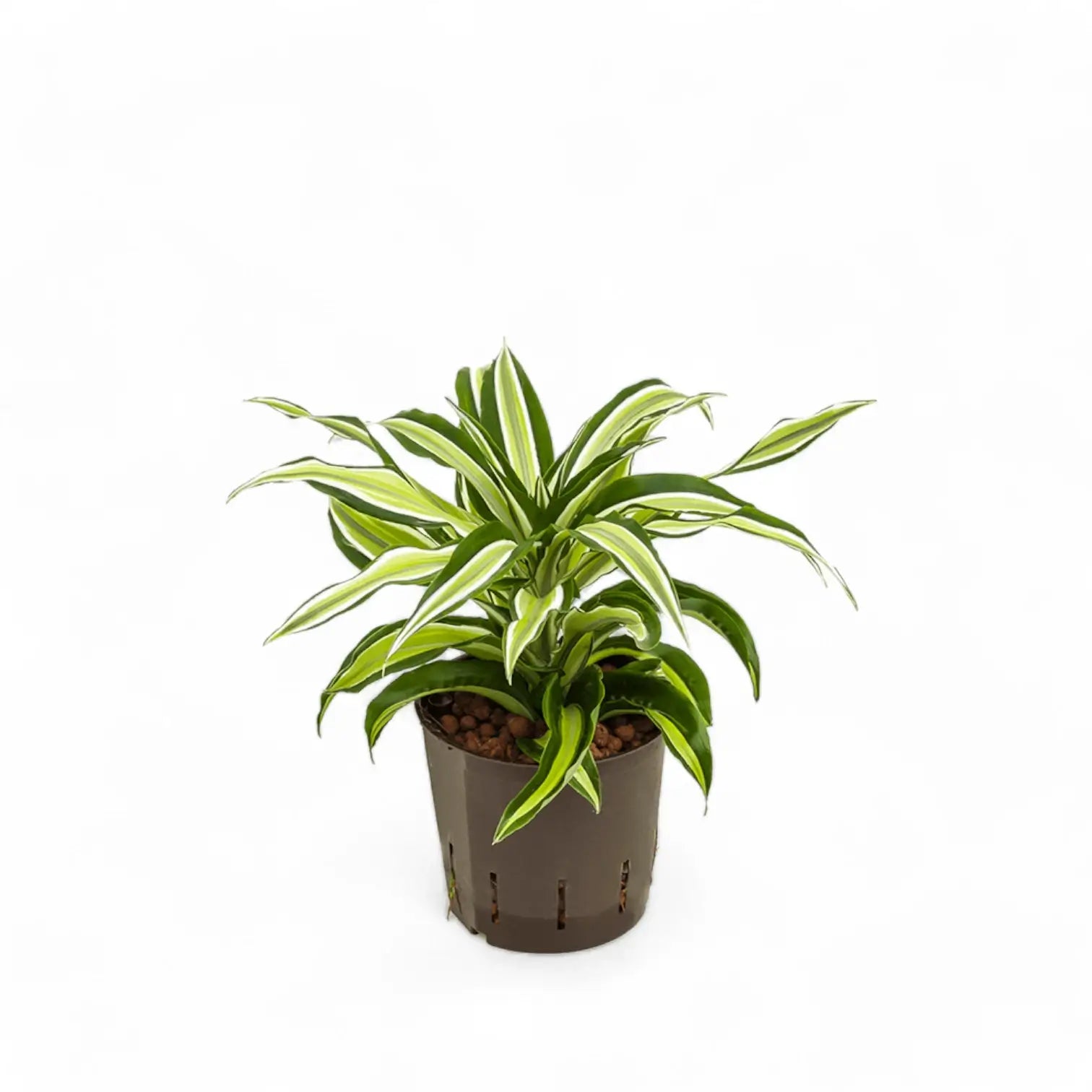 Dracaena fragrans 'Malaika' Zimmerpflanze im Anzuchttopf vor weiĂźem Hintergrund, Produktfoto 5.