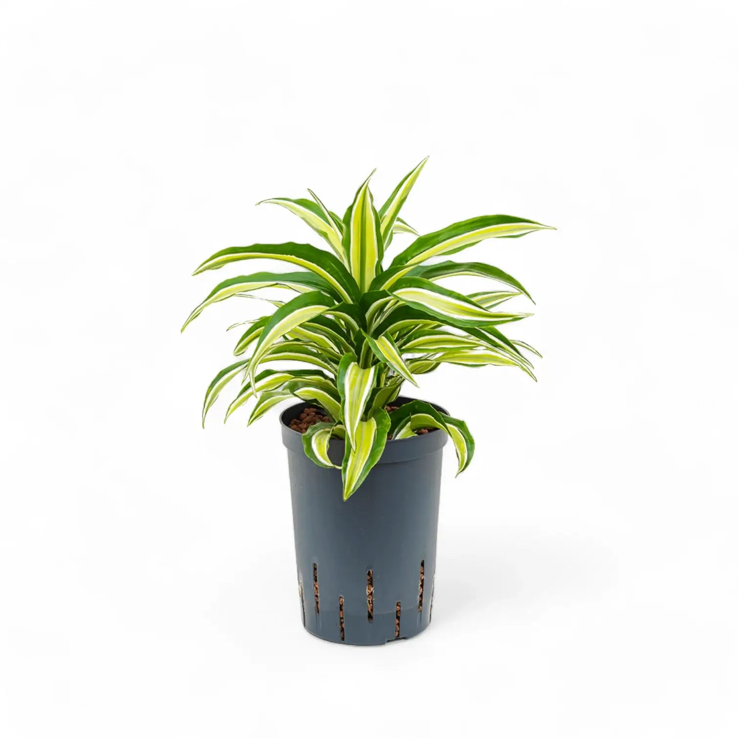 Dracaena fragrans 'Malaika' Zimmerpflanze im Anzuchttopf vor weiĂźem Hintergrund, Produktfoto 6.