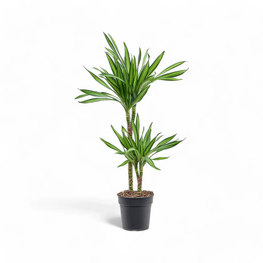 Dracaena fragrans ‘Rikki’ potted houseplant in nursery pot on white background, product photo 2.