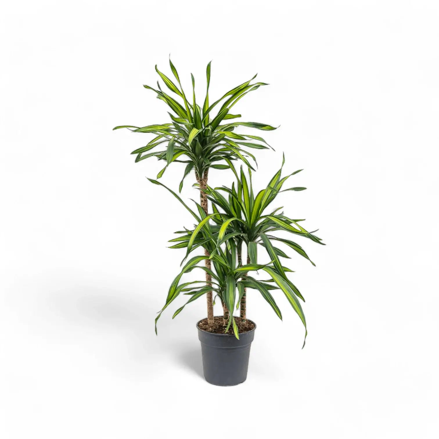 Dracaena fragrans ‘Rikki’ potted houseplant in nursery pot on white background, product photo 3.