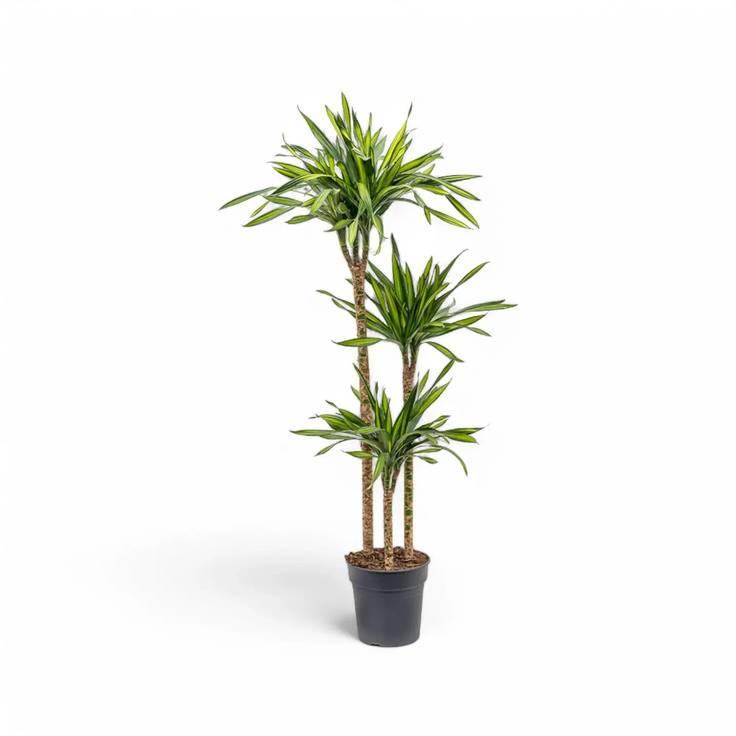 Dracaena fragrans ‘Rikki’ potted houseplant in nursery pot on white background, product photo 4.