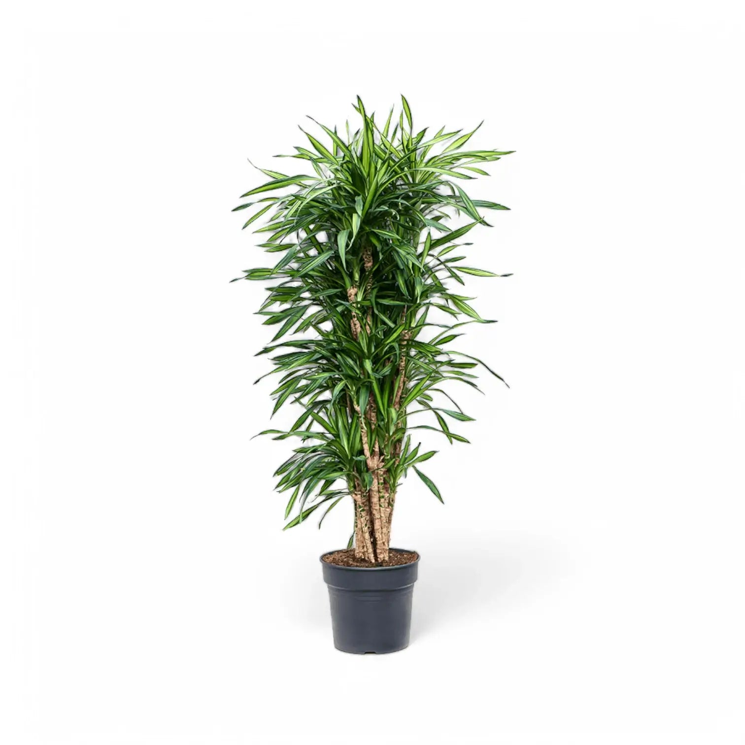 Dracaena fragrans ‘Rikki’ potted houseplant in nursery pot on white background, product photo 5.