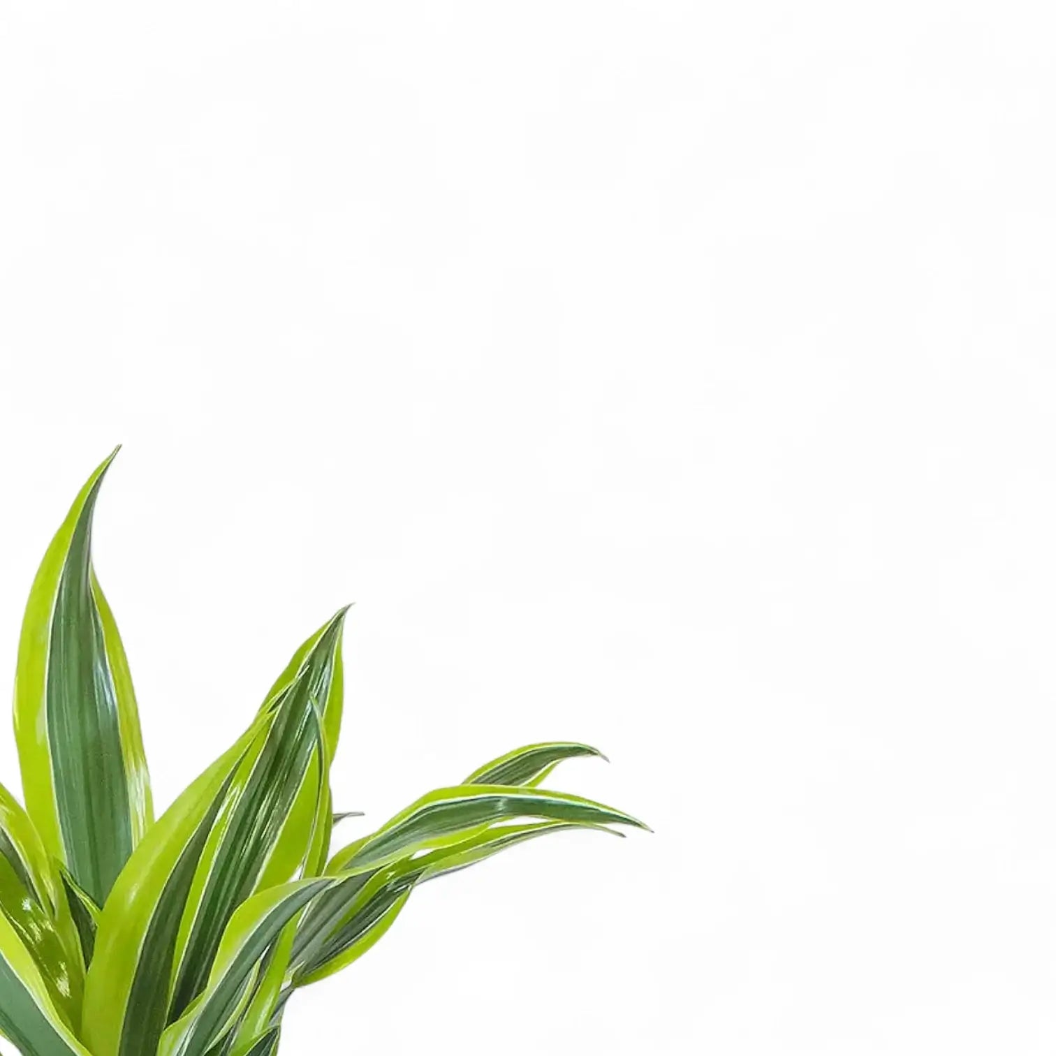 Dracaena fragrans 'Surprise' – Blattdetail vor weißem Hintergrund..