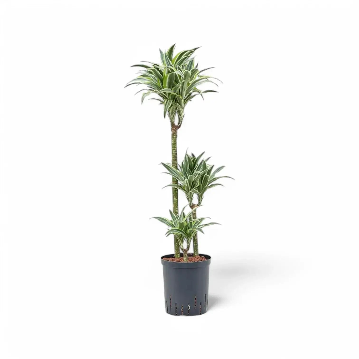 Dracaena fragrans 'Surprise' Zimmerpflanze im Anzuchttopf vor weißem Hintergrund, Produktfoto 4.