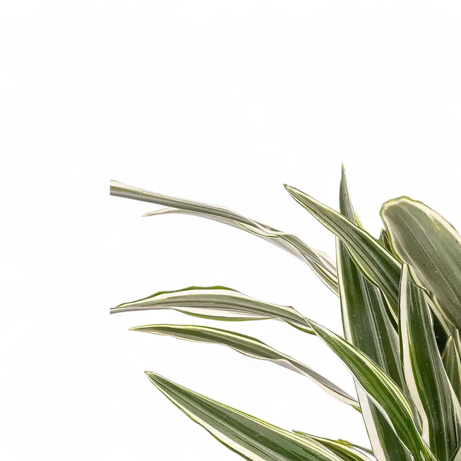 Dracaena fragrans ‘White stripe’ – Blattdetail vor weißem Hintergrund..