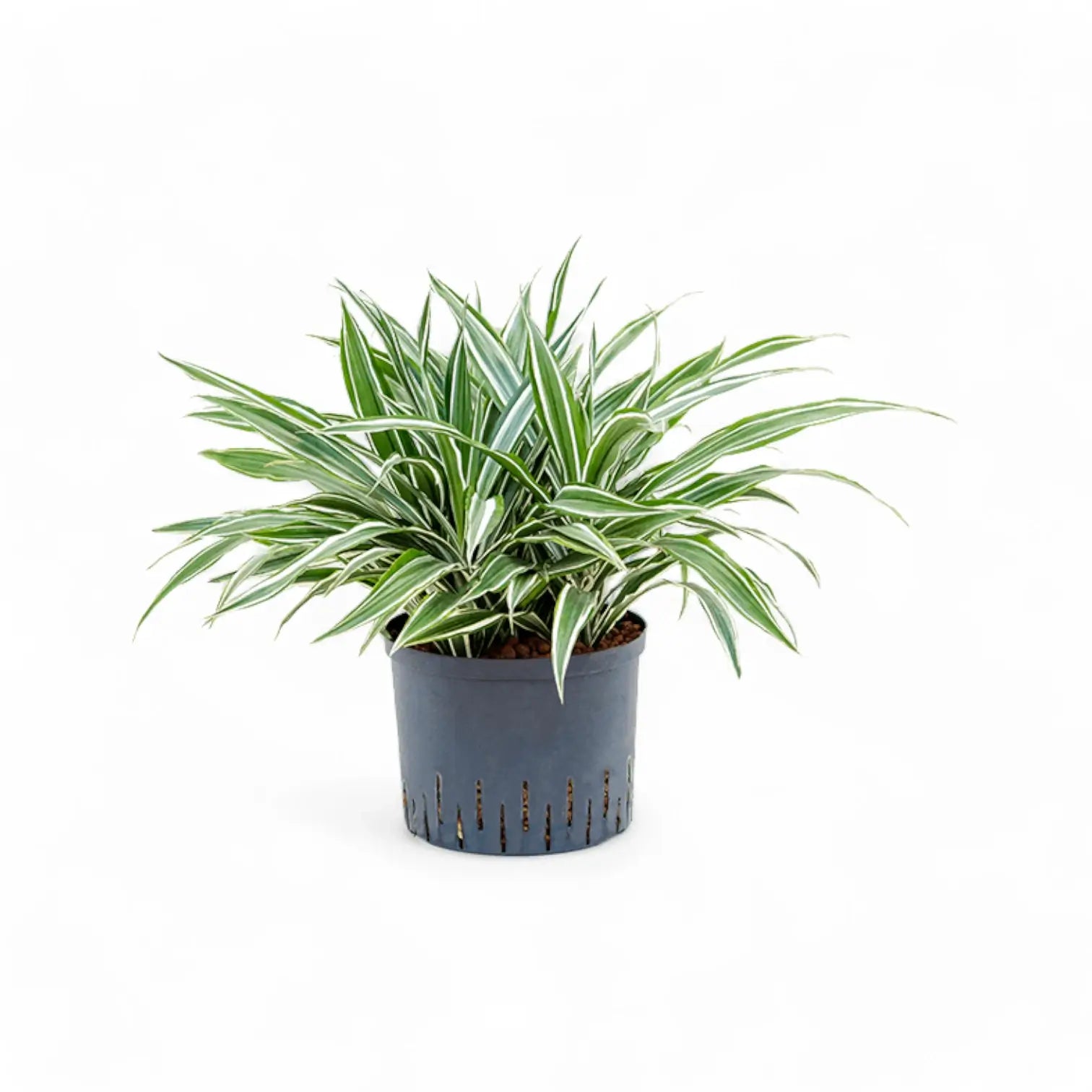 Dracaena fragrans ‘White stripe’ Zimmerpflanze im Anzuchttopf vor weißem Hintergrund, Produktfoto 3.