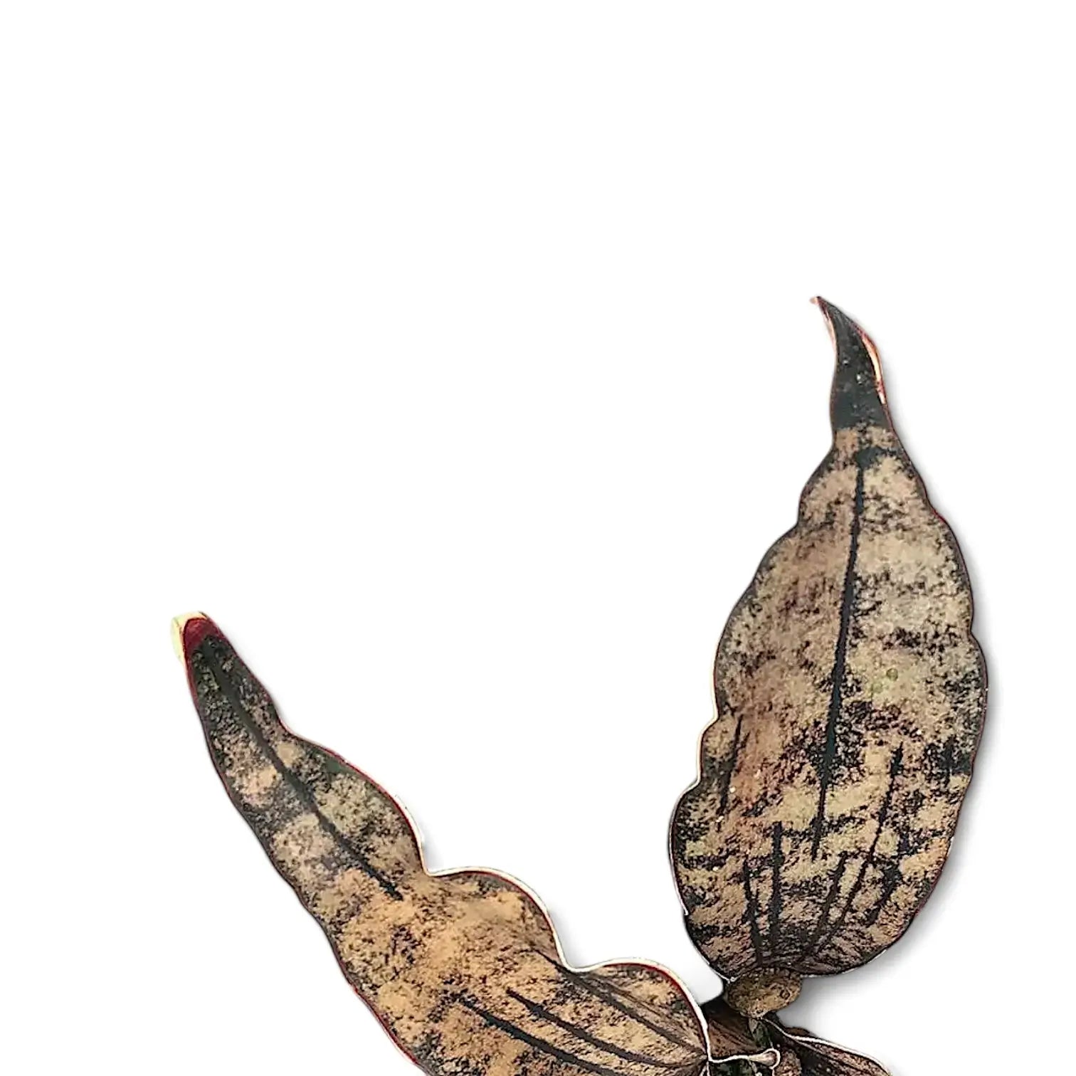 Dracaena pethera (Sansevieria) var. pulchra 'Coppertone' leaf close-up on white background.