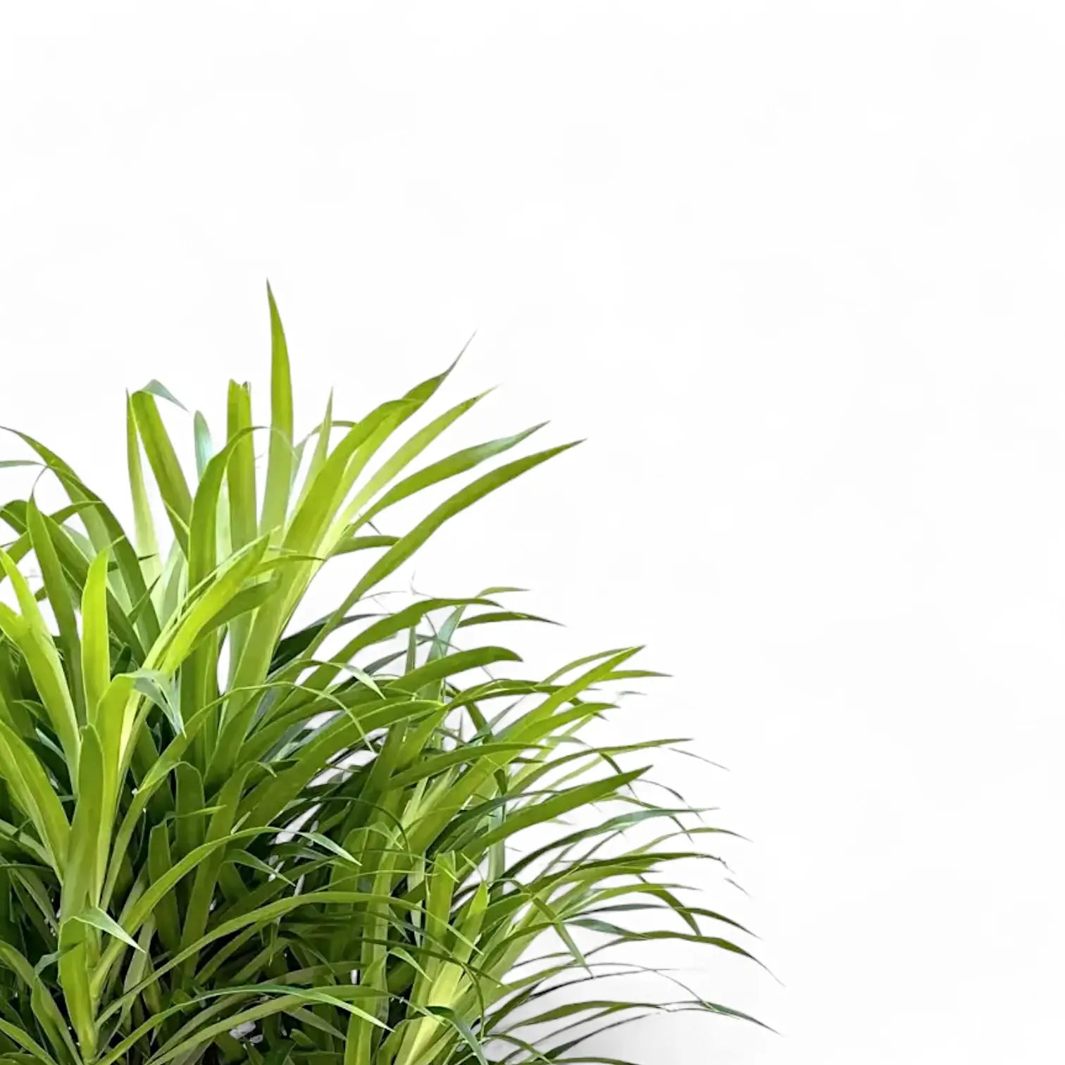Dracaena reflexa 'Anita' leaf close-up on white background.