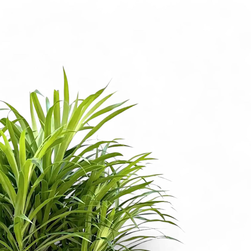 Dracaena reflexa 'Anita' leaf close-up on white background.