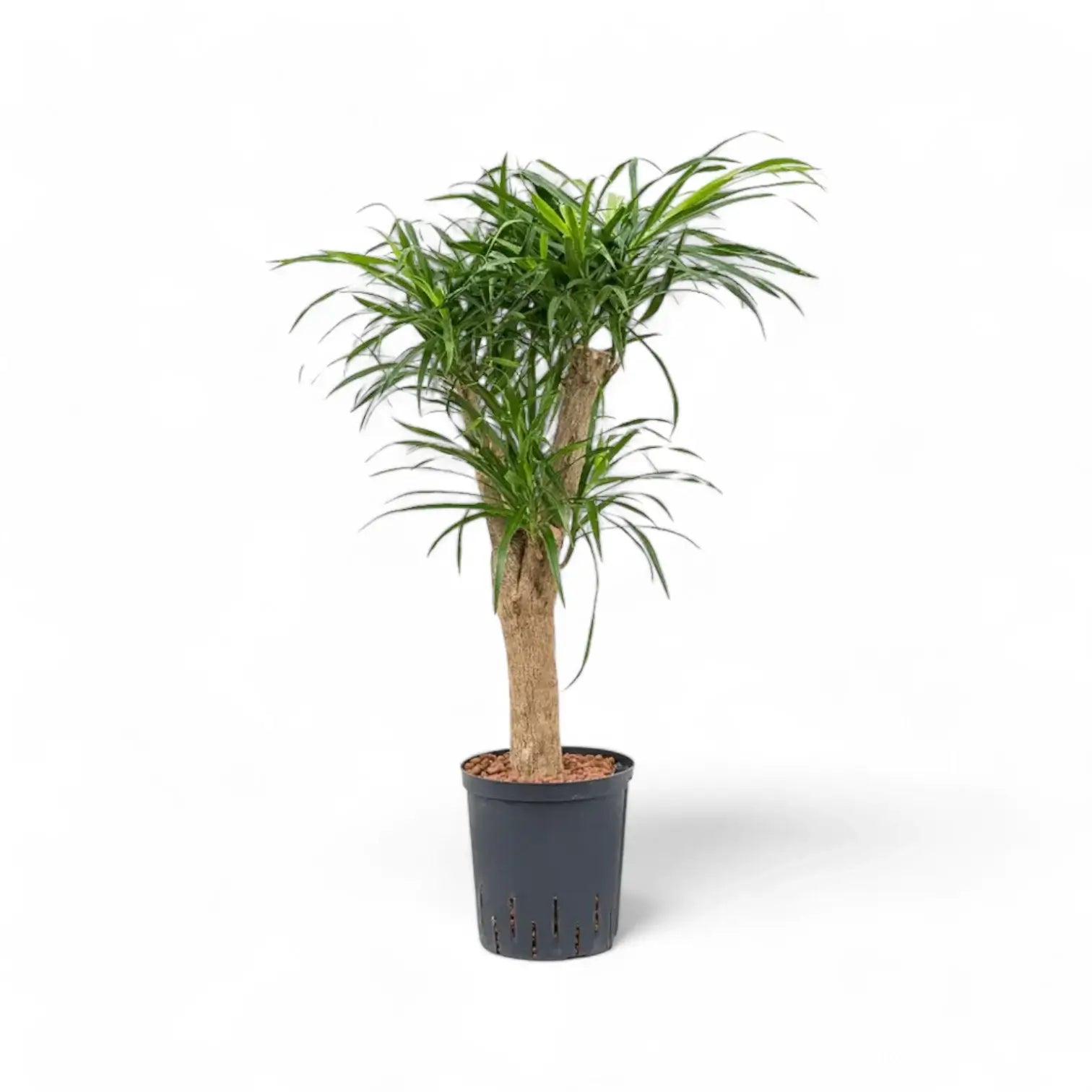 Dracaena reflexa 'Anita' potted houseplant in nursery pot on white background, product photo 2.