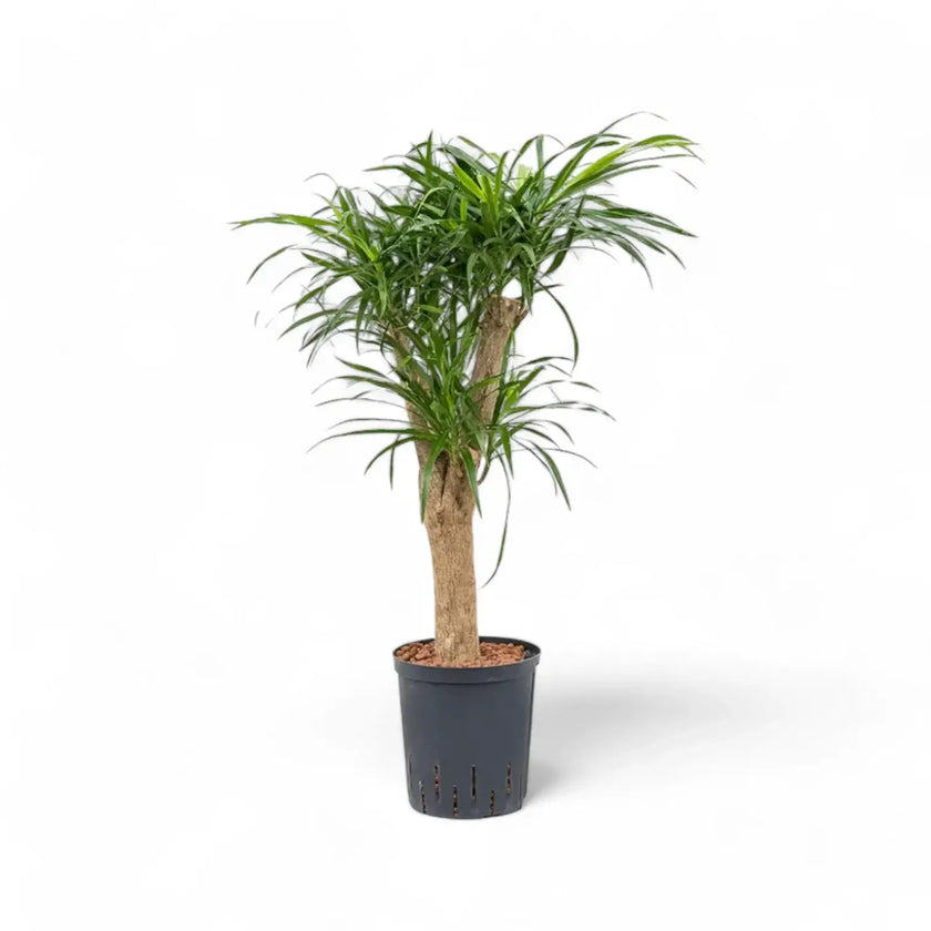 Dracaena reflexa 'Anita' potted houseplant in nursery pot on white background, product photo 2.