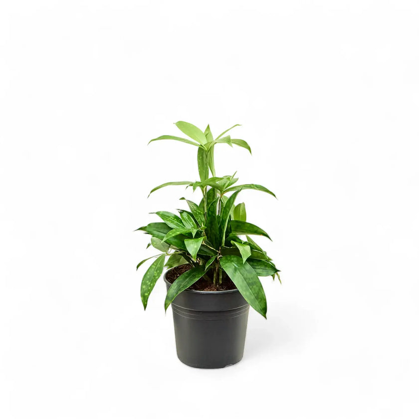 Dracaena surculosa potted houseplant in nursery pot on white background, product photo 2.
