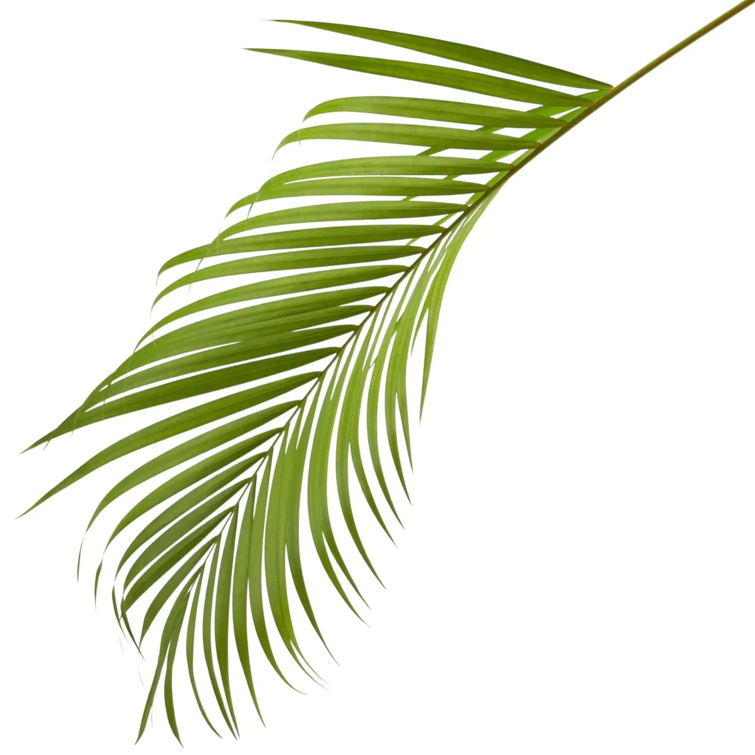 Dypsis lutescens leaf close-up on white background.