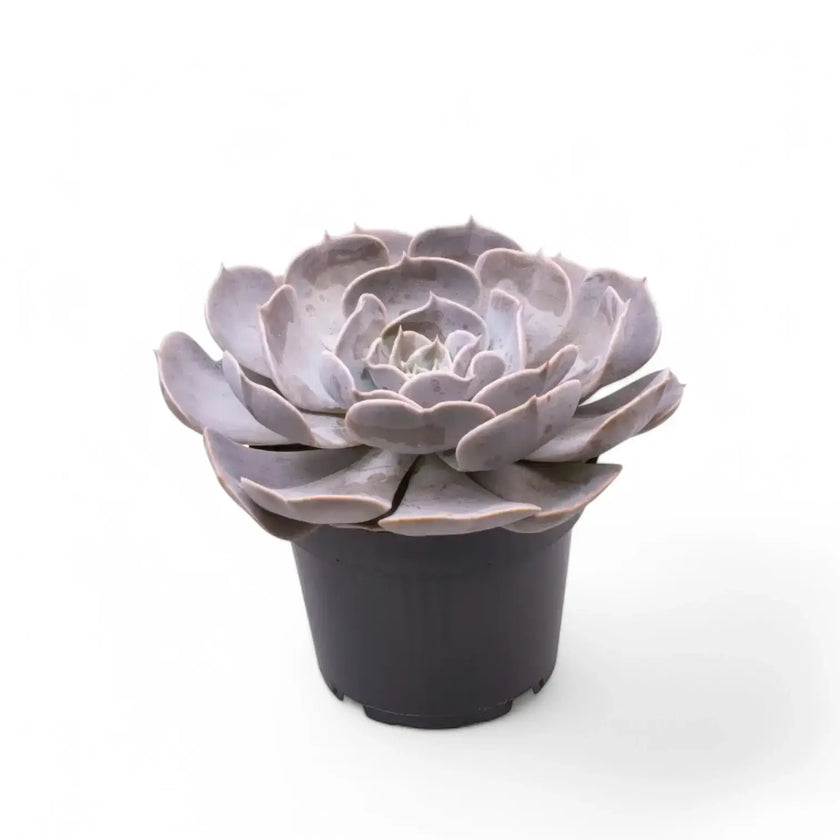 Echeveria 'Pollux' potted houseplant in nursery pot on white background, product photo 2.