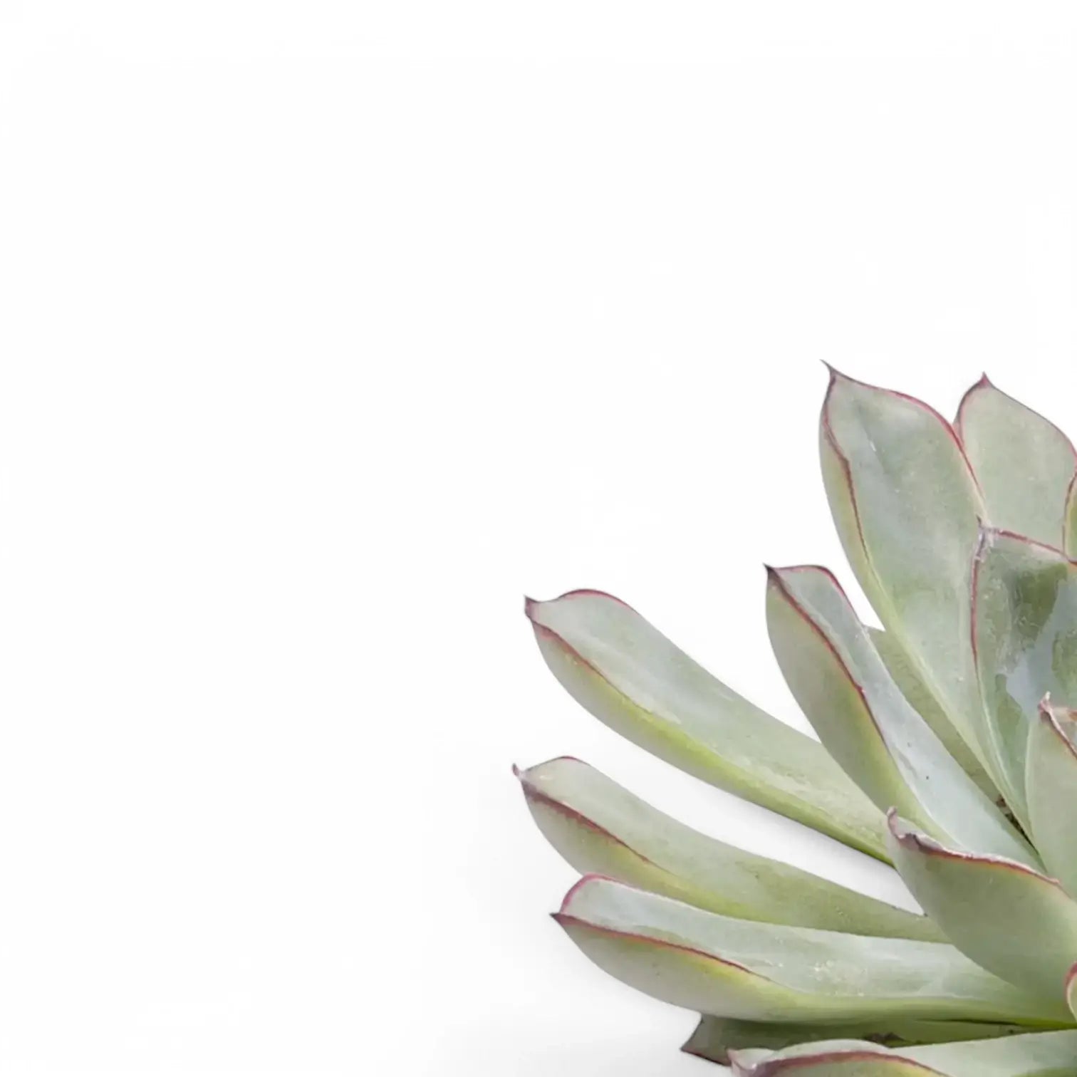 Echeveria pulidonis leaf close-up on white background.