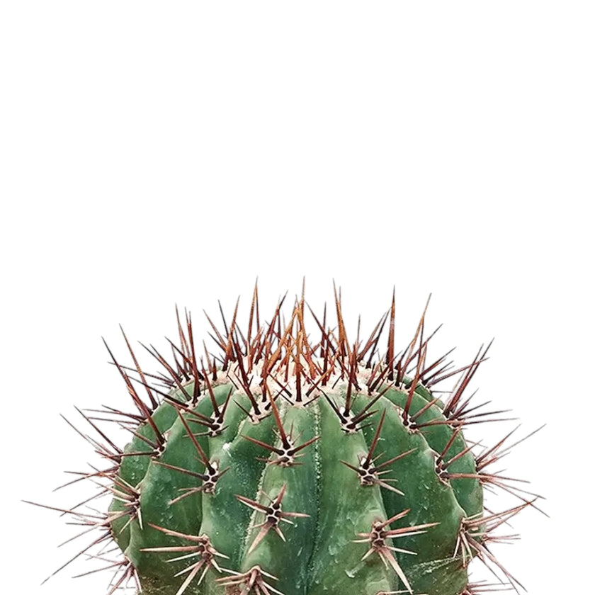 Echinocactus platyacanthus leaf close-up on white background.