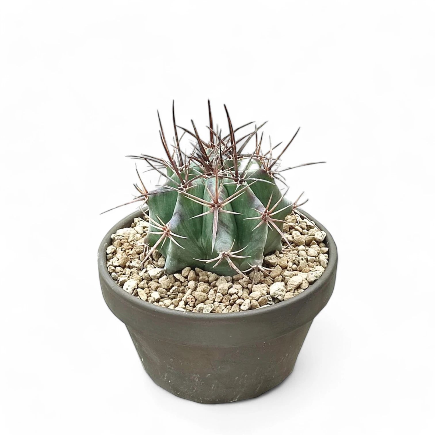 Echinocactus platyacanthus Zimmerpflanze im Anzuchttopf vor weißem Hintergrund, Produktfoto 2.