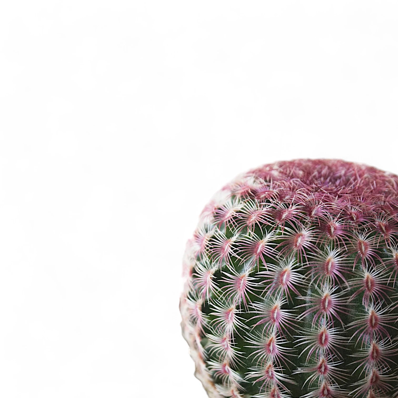 Echinocereus pectinatus leaf close-up on white background.