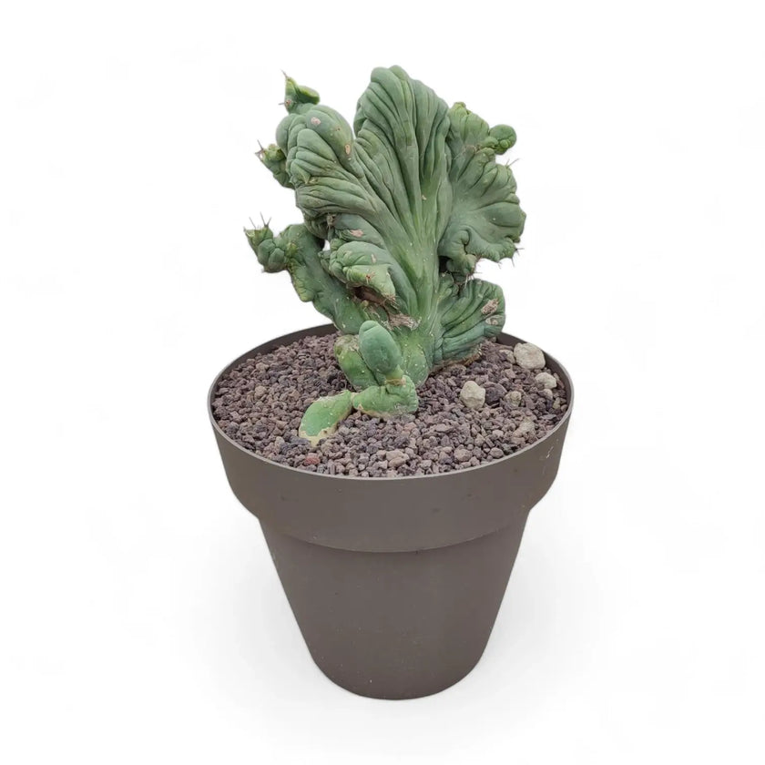 Echinopsis lageniformis f. monstruosa cristata potted houseplant in nursery pot on white background, product photo 2.