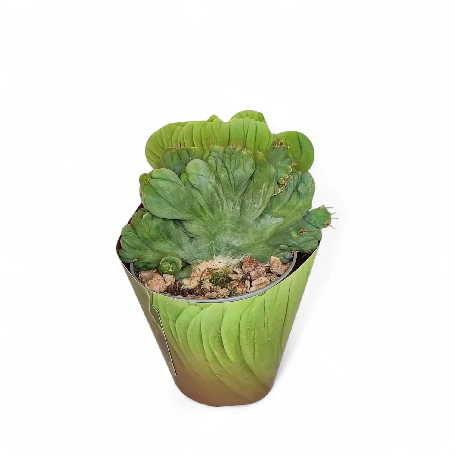 Echinopsis lageniformis f. monstruosa cristata potted houseplant in nursery pot on white background, product photo 4.