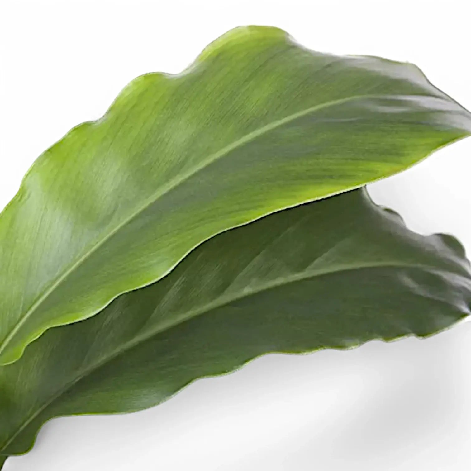 Elettaria cardamomum – Blattdetail vor weißem Hintergrund..