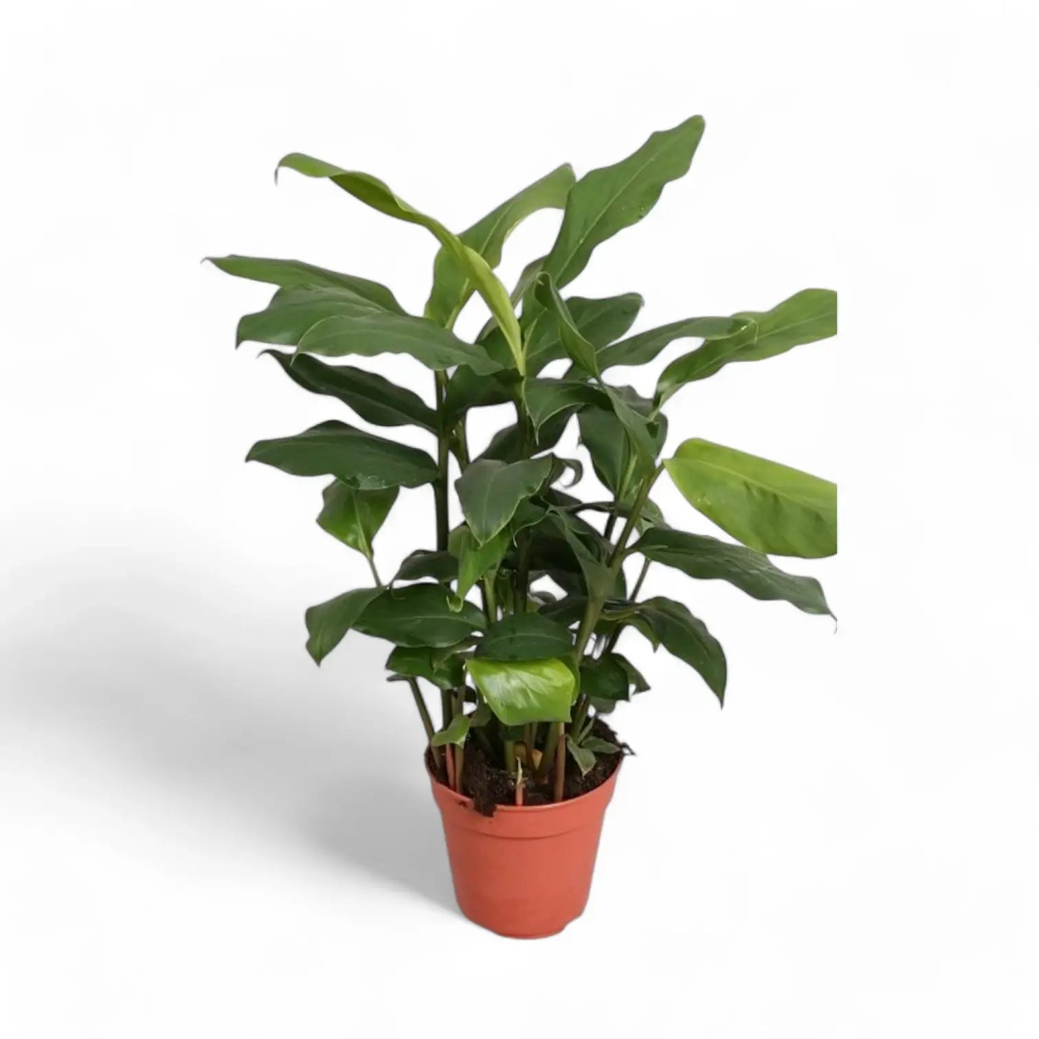 Elettaria cardamomum Zimmerpflanze im Anzuchttopf vor weißem Hintergrund, Produktfoto 3.