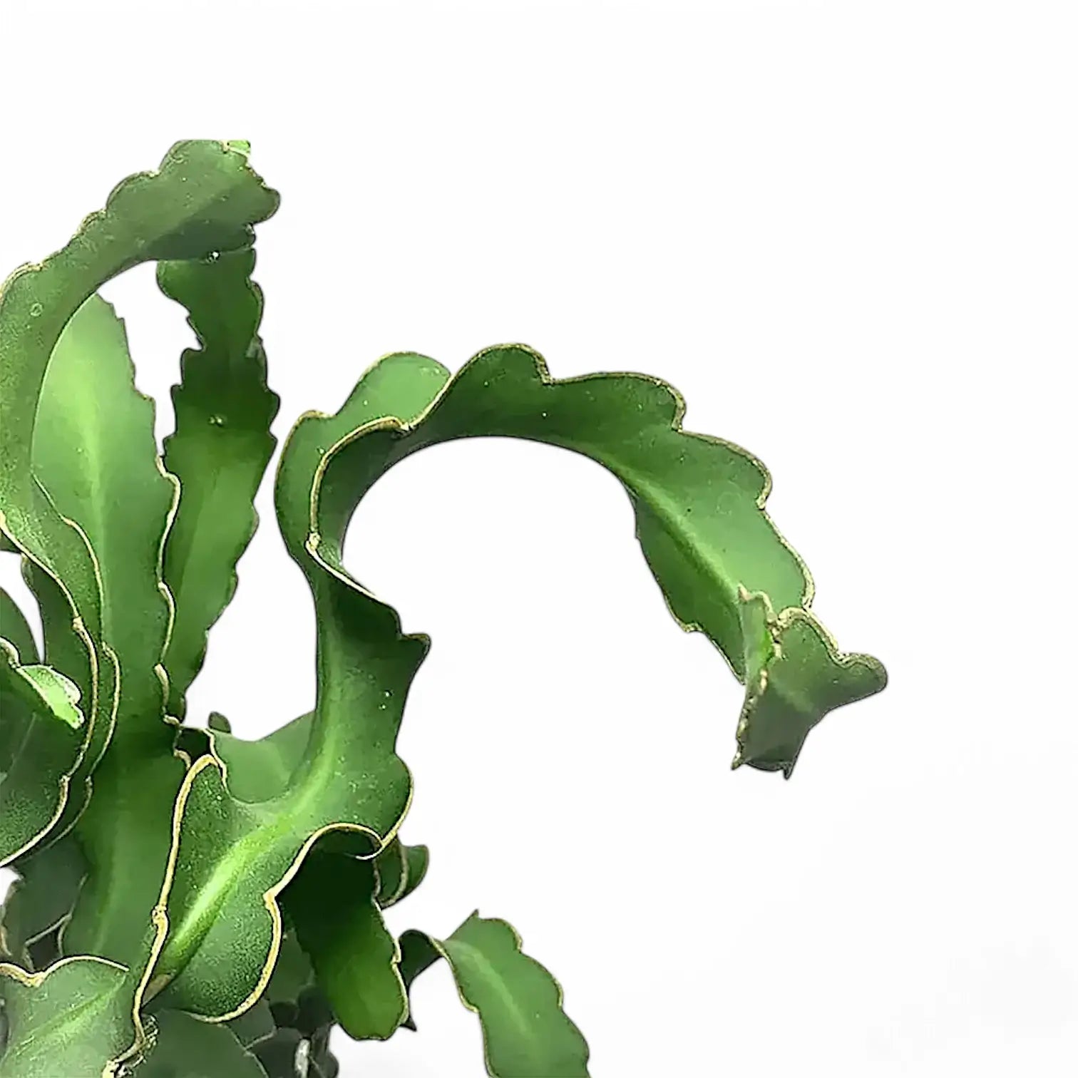 Epiphyllum guatemalense – Blattdetail vor weißem Hintergrund..