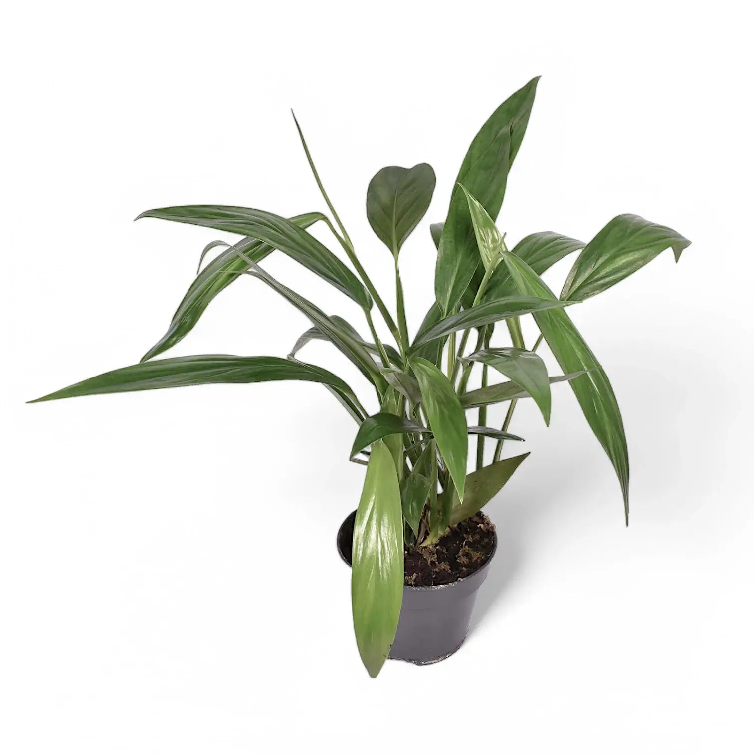 Epipremnum amplissimum potted houseplant in nursery pot on white background, product photo 5.