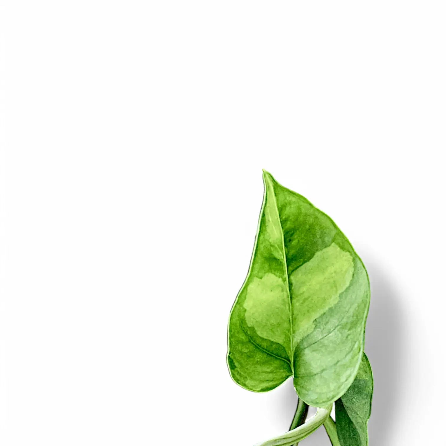 Epipremnum aureum âGlobal Greenâ â Blattdetail vor weiĂem Hintergrund..