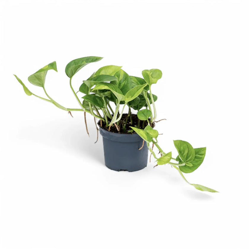 Epipremnum aureum âGlobal Greenâ Zimmerpflanze im Anzuchttopf vor weiĂem Hintergrund, Produktfoto 2.
