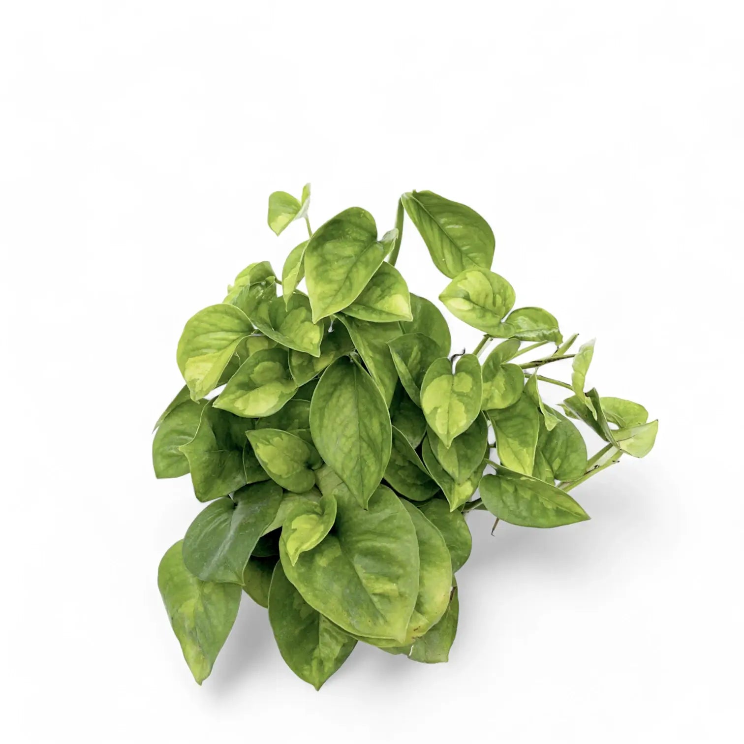 Epipremnum aureum âGlobal Greenâ Zimmerpflanze im Anzuchttopf vor weiĂem Hintergrund, Produktfoto 4.