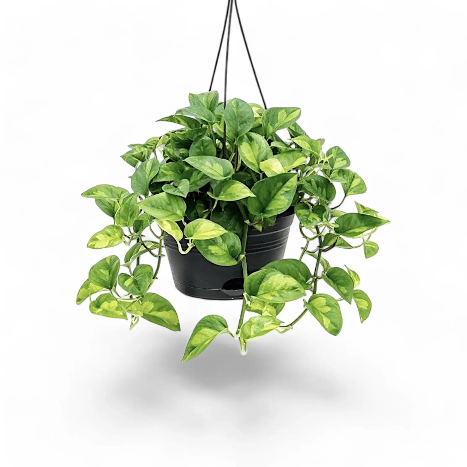 Epipremnum aureum âGlobal Greenâ Zimmerpflanze im Anzuchttopf vor weiĂem Hintergrund, Produktfoto 5.