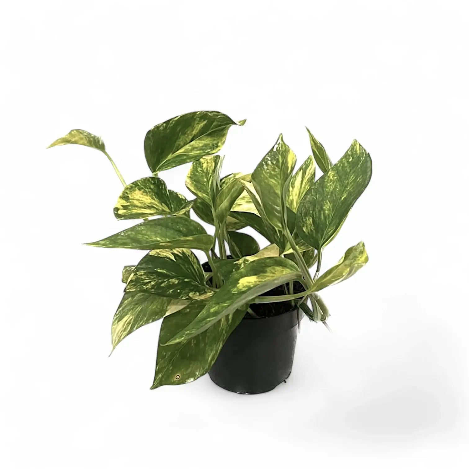 Epipremnum aureum 'HiColor' potted houseplant in nursery pot on white background, product photo 2.