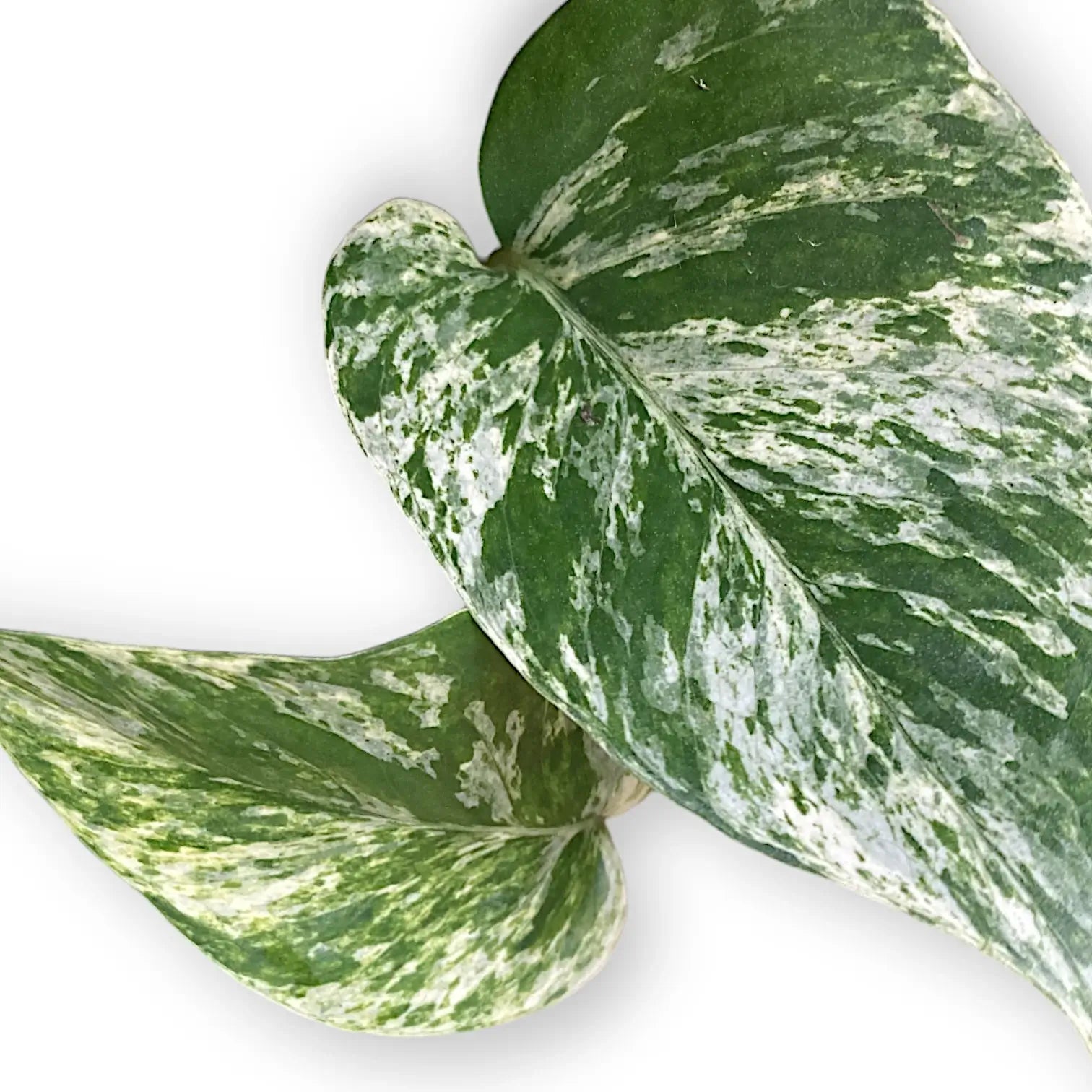 Epipremnum aureum 'Marble queen' – Blattdetail vor weißem Hintergrund..