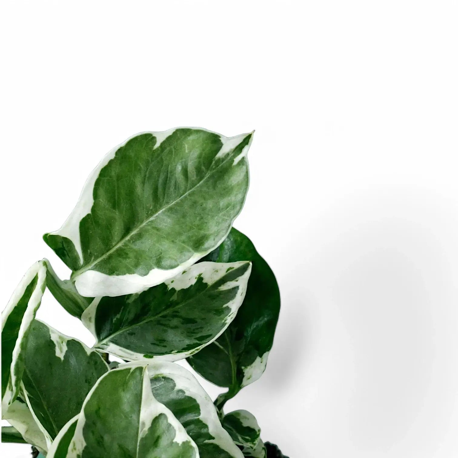 Epipremnum aureum 'Pearls und Jade' aka 'White Panther' – Blattdetail vor weißem Hintergrund..