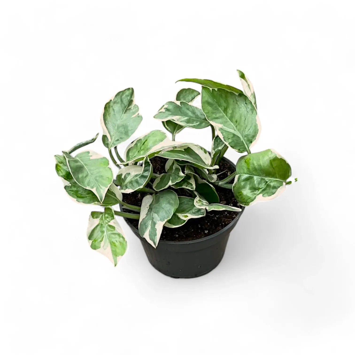 Epipremnum aureum 'Pearls und Jade' aka 'White Panther' Zimmerpflanze im Anzuchttopf vor weißem Hintergrund, Produktfoto 3.