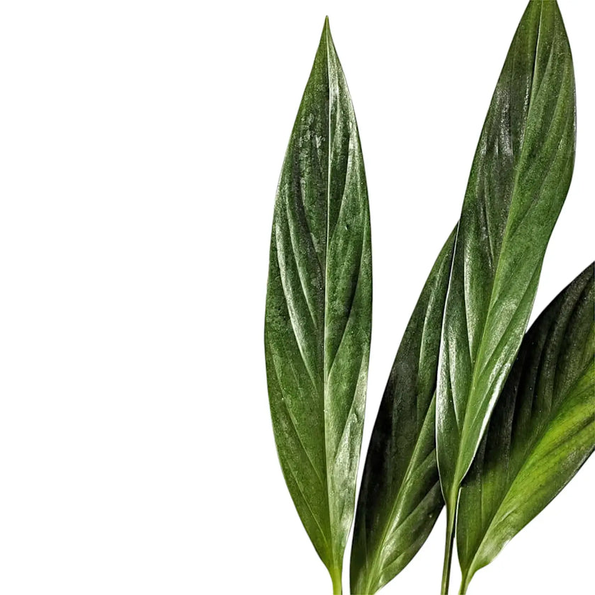 Epipremnum falcifolium â Blattdetail vor weiĂem Hintergrund..