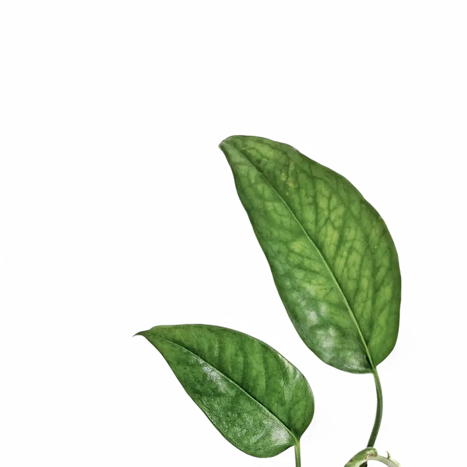 Epipremnum pinnatum Zimmerpflanze im Anzuchttopf vor weiĂźem Hintergrund, Produktfoto 2.