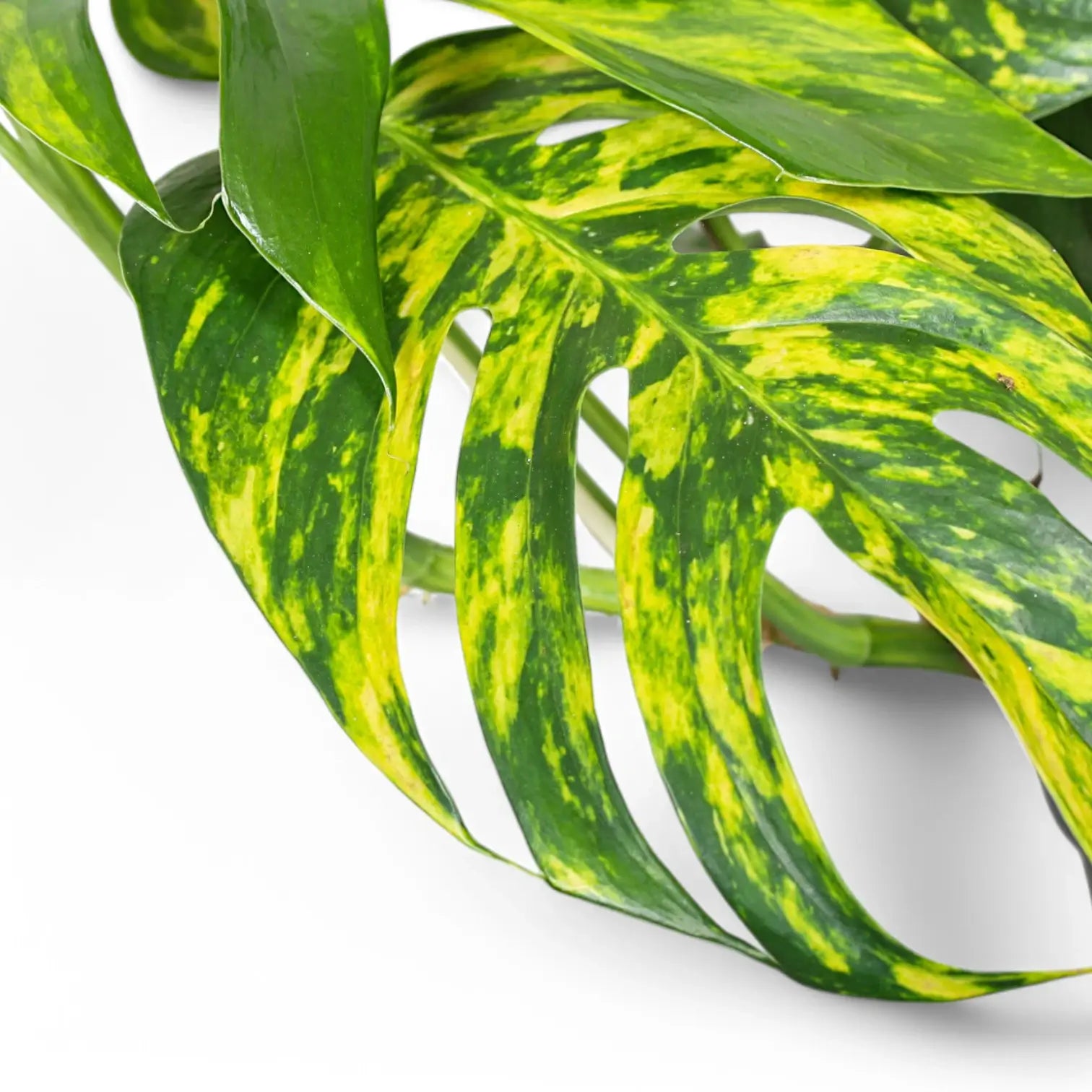 Epipremnum pinnatum aureum cintho goldfinger – Topfpflanze im Kulturtopf vor weißem Hintergrund, Produktfoto 2.