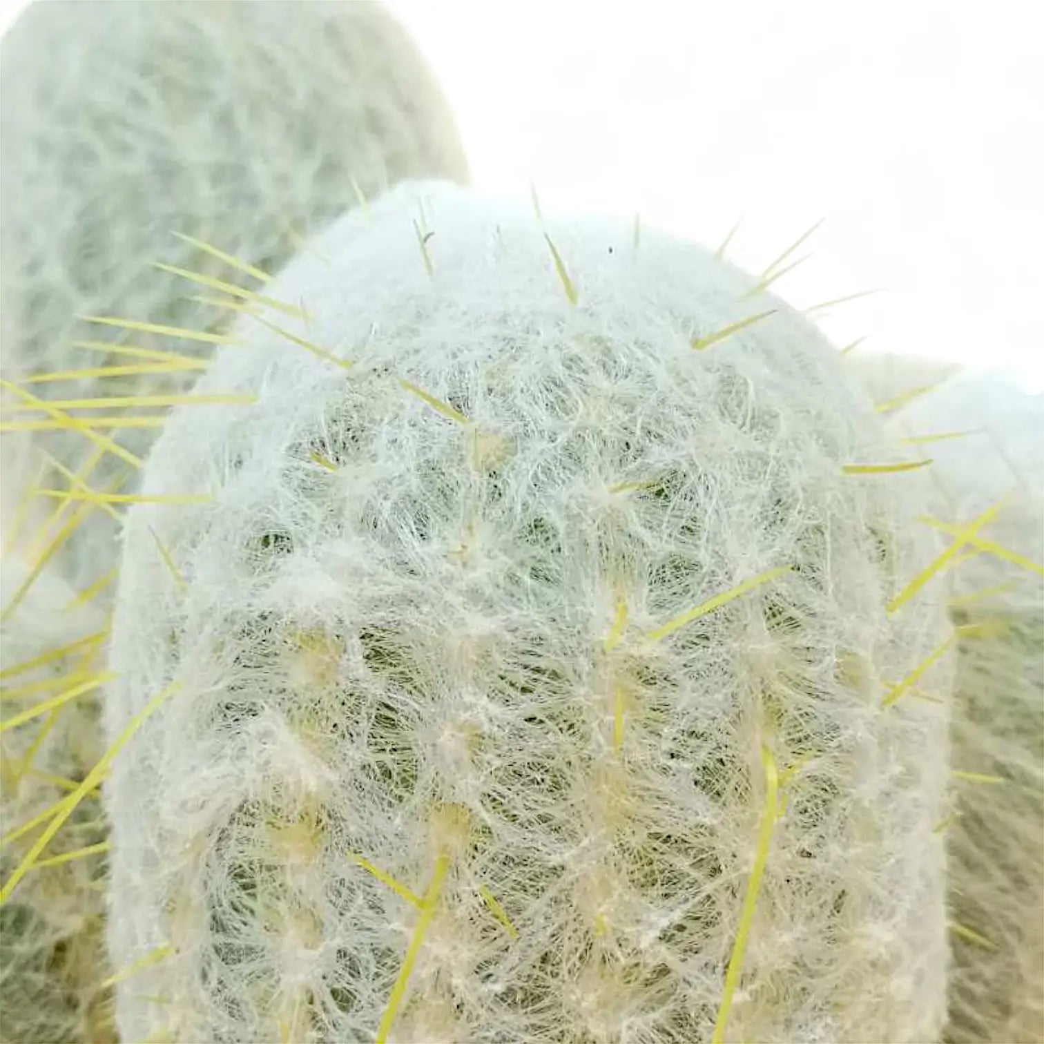 Espostoa lanata – Blattdetail vor weißem Hintergrund..