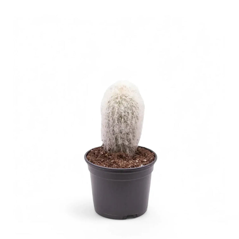 Espostoa senilis potted houseplant in nursery pot on white background, product photo 2.