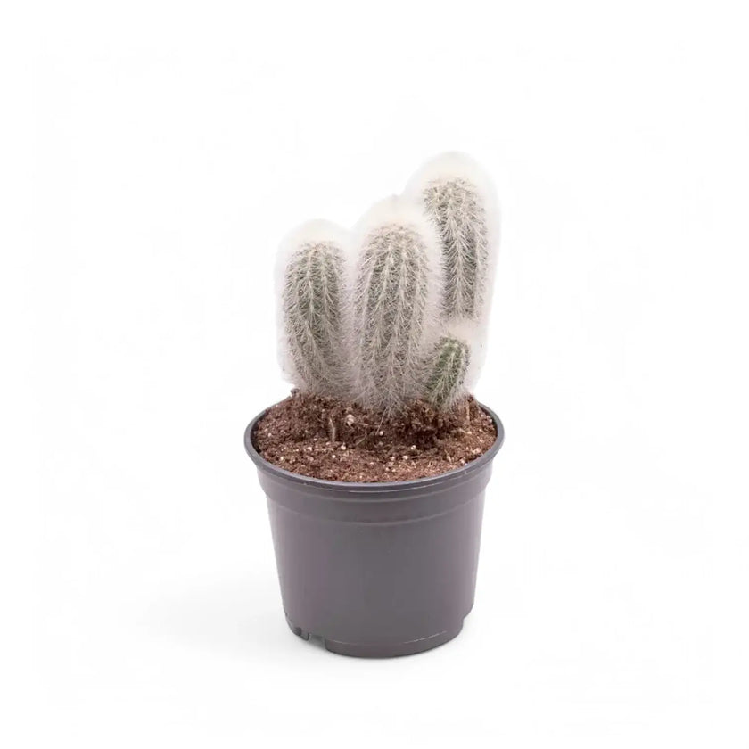 Espostoopsis dybowskii potted houseplant in nursery pot on white background, product photo 2.